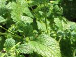 Melisse - ELISA Kr�utergarten &raquo; weiterlesen